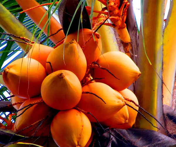 king-coconut-3-2020-04-17-01_44_46